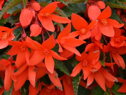 Begónia Bertinii 'Boliviensis Orange '