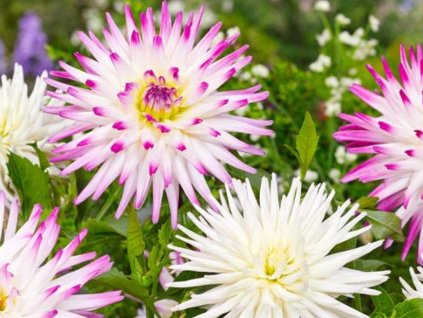 Georgína 'Hayley Jane'