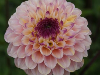 Georgína 'Wine Eyed Jill'