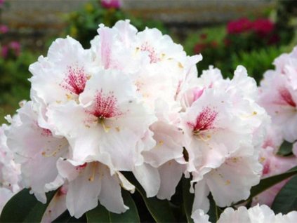 Rododendrón 'Koda'