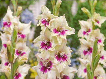 Gladiola 'Amber Mystique'