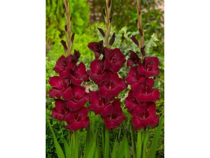 Gladiola 'At night'