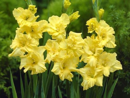 Gladiola 'Charisma'