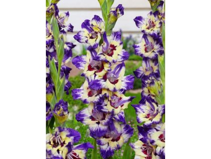 Gladiola 'Circus Club'