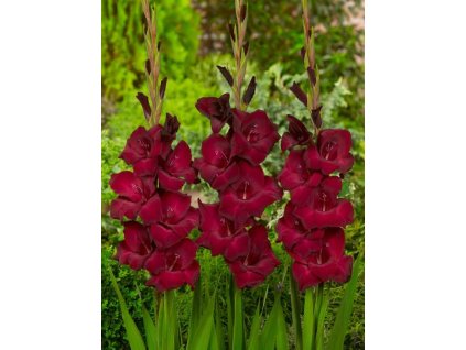 Gladiola 'Espresso'
