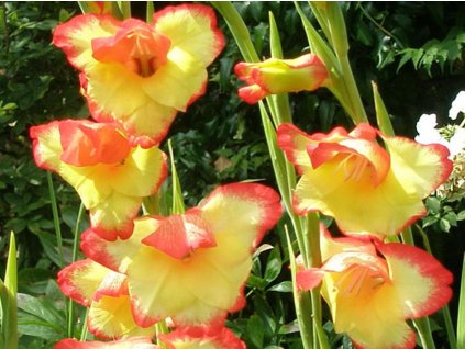 Gladiola 'Las Vegas'