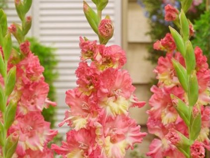 Gladiola 'Mango Muse'