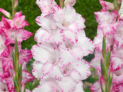 Gladiola 'My Love'
