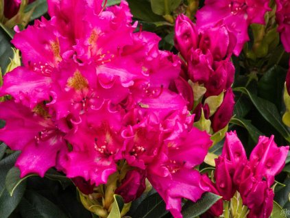Rododendrón 'Klíč'