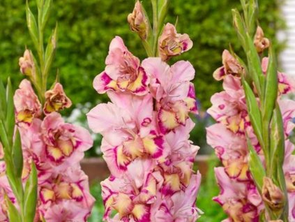 Gladiola 'Quepo'