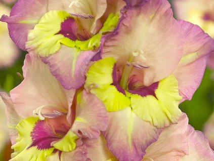 Gladiola 'Sapporo'