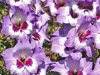 Gladiola 'Vista'