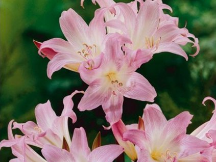 Amarylis 'Belladonna' Pink