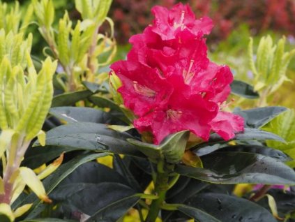 Rododendrón 'Krakovec'