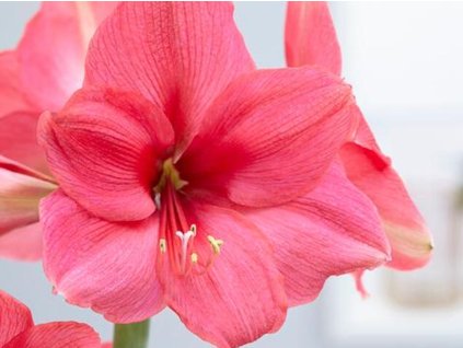 Amarylis 'Pink Panther'