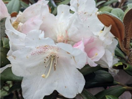 Rododendrón 'Hydon Velvet'