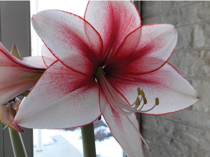 Amarylis 'Temptation'