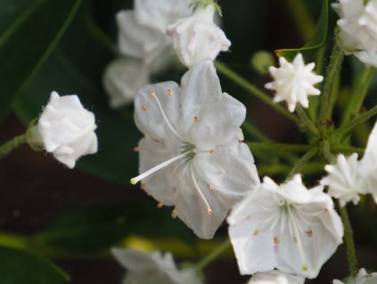 Kalmia 'Alabaster'