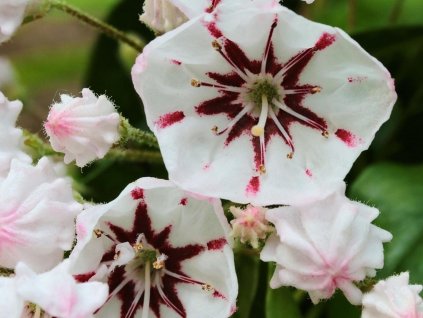 Kalmia 'Bumblebee'