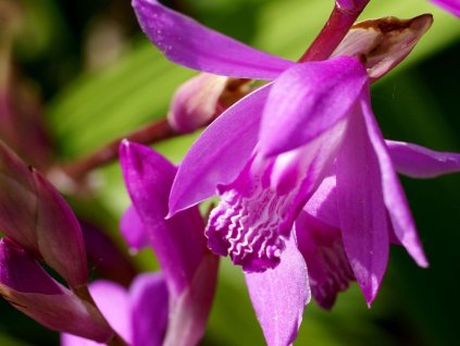 Orchidea vzpriamená 'Pink'