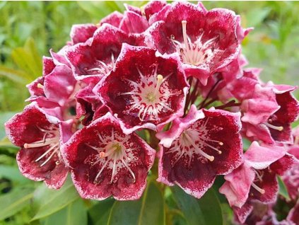 Kalmia 'Latchmin'