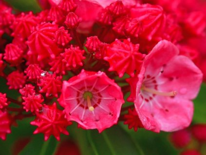 Kalmia 'Beacon'