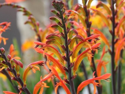 Chasmanthe saturnus- kobrovitá ľalia