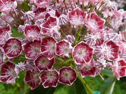 Kalmia 'Merlin'