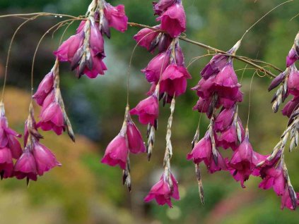 Dierama pendulum