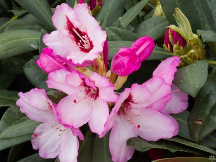 Rododendrón 'Danuta'