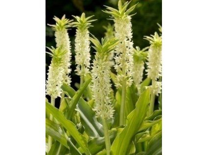 Chocholka - Eucomis autumnalis