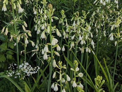 Galtónia belostná - Galtonia candicans