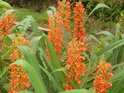 Motýlovec oranžový - Hedychium aurantiacum