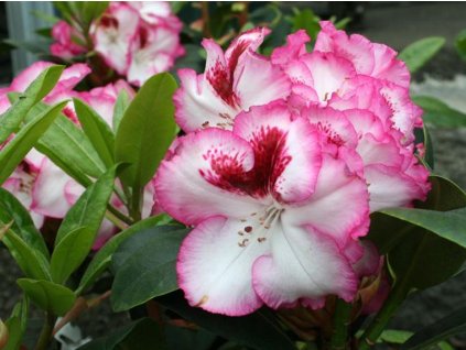 Rododendrón 'Cherry Cheesecake'
