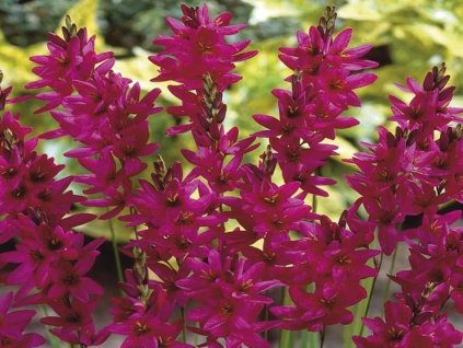 Tigrice 'Mabel'