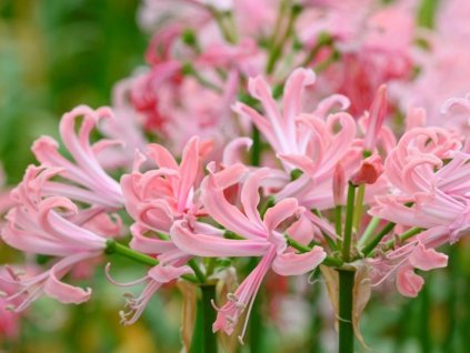 Nerina Bowdenova 'Flugel'