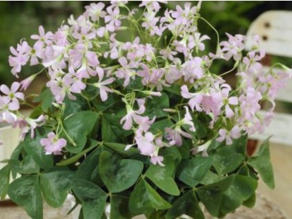 Kyslička trojhranná 'Funny' - Oxalis triangularis 'Funny'