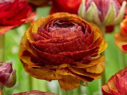 Iskríkník ázijský 'Café'