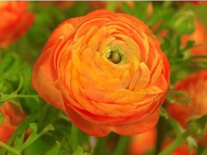 orange 2