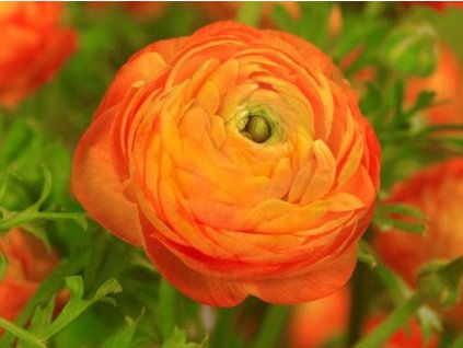 Iskríkník ázijský 'Orange'