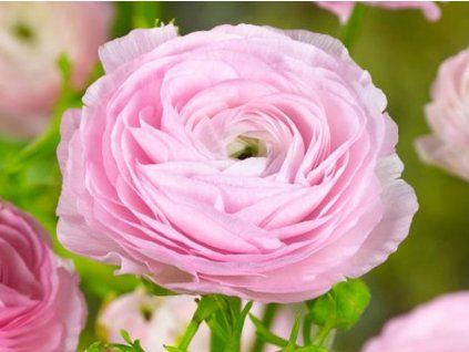 pink 9