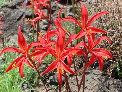 Sprekélia červená - Sprekelia formosissima
