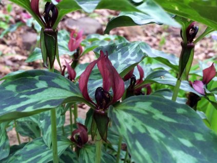 Trojlist -Trillium recurvatum