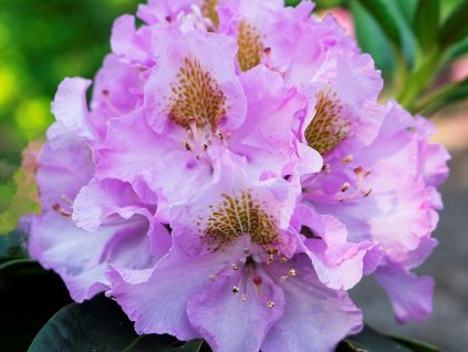 Rododendrón 'Polonez Chopina'