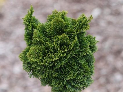 Cypruštek tupolistý 'Hage'