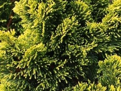 Cypruštek tupolistý 'Hage'