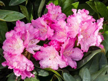 Rododendrón 'Stožec'