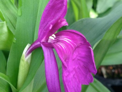 Roskea alpská - Roscoea alpina