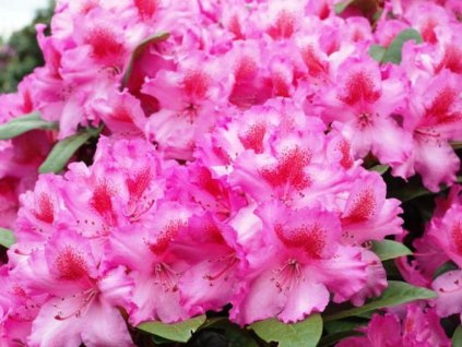 Rododendrón 'Kozákov'