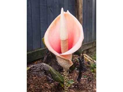 amorphophallus bulbifer